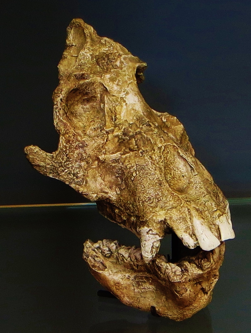 Afropithecus turkanensis