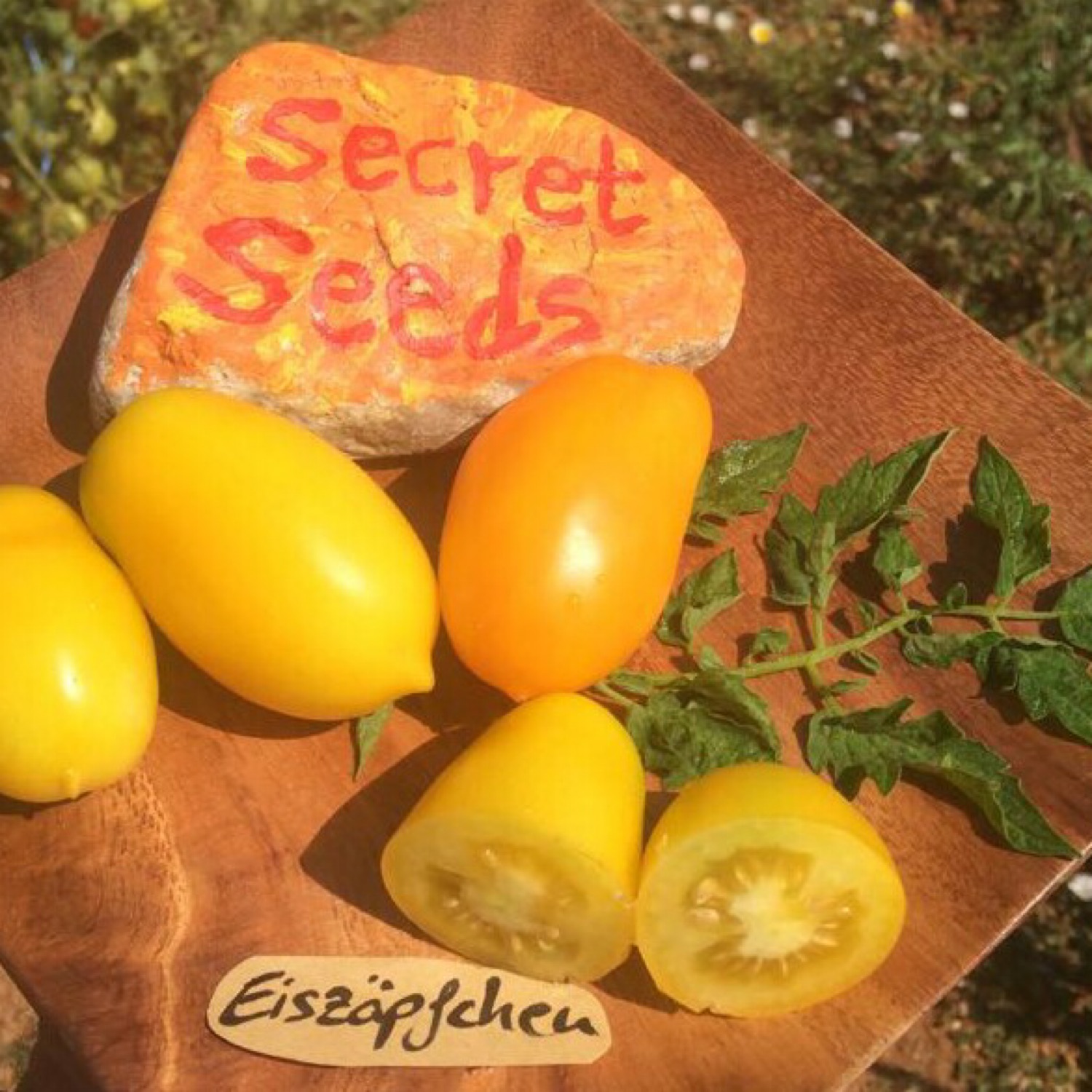 Secret Seeds - das 1001 Tomaten Projekt